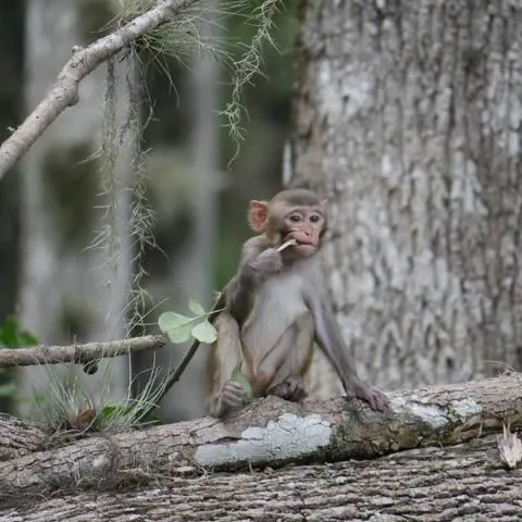 thumbnail for publication: History and Status of Introduced Rhesus Macaques (Macaca mulatta) in Silver Springs State Park, Florida